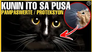 KUNIN ITO SA ALAGA MONG PUSA ,ISANG MABISANG PAMPASWERTE AT PAMPROTEKSYON SA PAGLALAKBAY | BHES TV