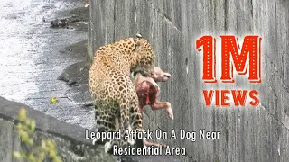 Leopard attack on dog.