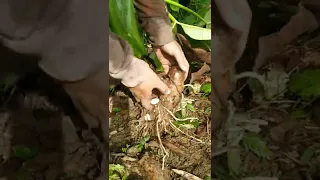 Thank You Lord For This Giant Harvest Of Giant Taro #shorts #youtubeshorts #taro #giant #gabi