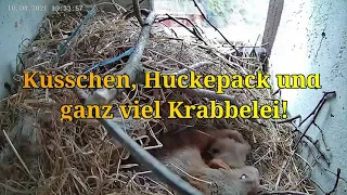 Küsschen, Huckepack und ganz viel Krabbelei! 10.04.2021