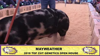 Top Cut Genetics | Mayweather Spot Boar | 2018