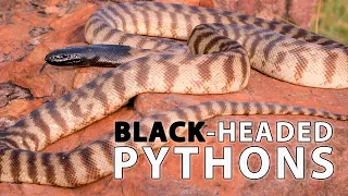 Black-Headed Pythons - Dont care about humans