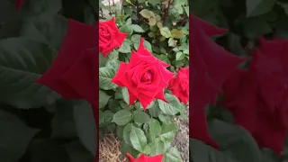 Rose Burgund - 81# троянда Бургунд-81