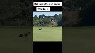 Bobcat hunts a rabbit on the golf course 😳