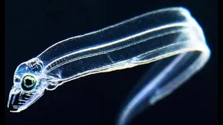 7 Incredible See-Through Deep Ocean Creatures