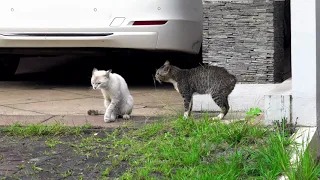 Cats fight #cat #cats #catsfight #catsfighting #animals #cute #animalsfight #shorts #youtubeshort