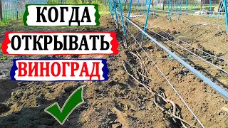 🍇 Когда открывать виноград весной 2021 года. При какой температуре погибают почки в глазках?