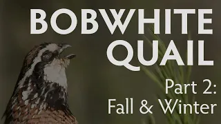 Bobwhite Quail | PART 2 |  Fall and Winter