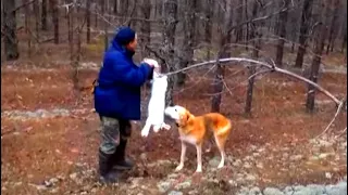 Охота в Марийке на беляка  с Заливом вл. Тепляков А. и Карнетом и Флейтой вл. Целеев М.