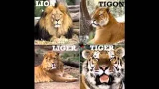 can ligers survive in the wild?