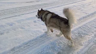 🐺💖🥰🐾❄️🌡️Последние прогулки маламута по центру Москва-реки перед оттепелью