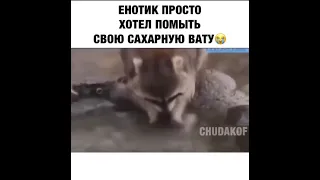 Енотик просто хотел помыть свою сахарную вату😭