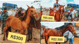 #49 CAVALOS DE R$300 EM CARUARU PE - FEIRA DE CAVALO DE CARUARU PE!!, (10/12/2019)