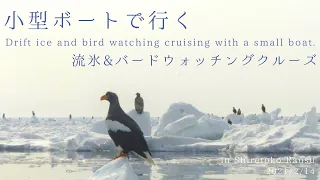 小型ボートで行く 流氷&バードウォッチングクルーズ 知床羅臼町 Drift ice & bird watching cruise with a small boat.