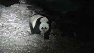 Wild Giant Panda!!!!! Enough Said!