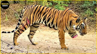 Tiger Injured & 45 Painful Last Fight Of Tiger In The Animal World | Wildlife Moments