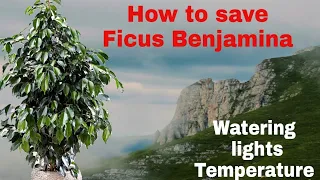 #FicusBenjamina How to save Ficus Benjamina weeping fig