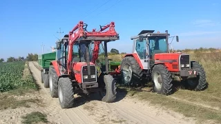 Siew Rzepaku 2015 | Massey Ferguson 3095 3065 | Ursus | Agro-Masz | Amazone | Full HD |