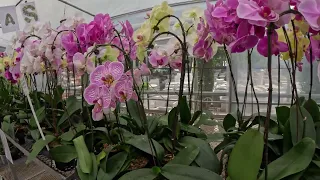 Shopping for Orchids