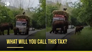 Viral: Elephants Block Sugarcane Truck, Don't Clear Road Till ‘Tax’ Is Paid