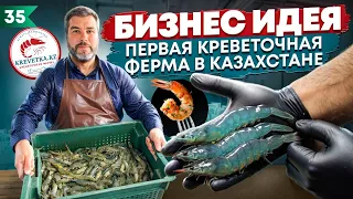 Бизнес идея. Выращивание креветок в Казахстане.