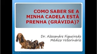 Aula: Como saber se a minha cadela está prenha (grávida)?