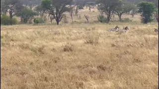 Cheetah vs Zebra (Duma vs Pundamilia)