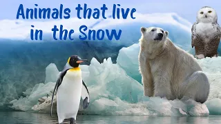 10 Animals that Live in the Snow | Snow and Cold Weather Animals