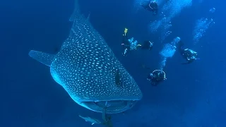 Shark Biology | JONATHAN BIRD'S BLUE WORLD