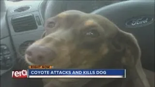 Coyote attacks and kills family pet