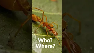 Have you ever seen a spider pretending to be an ant? | Ant mimicry #shorts