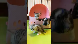Cute cat 🐈 Funny cat videos #  185