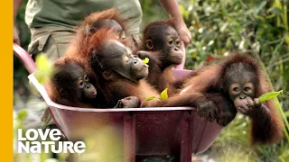 Rescued Baby Orangutans Exploring The World | Love Nature