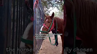 How Horses Saves Humans From Snake Bites #shorts #viral