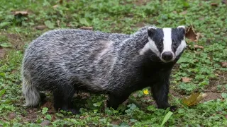 [Badger animal] Badger animal attack || Badger animal facts