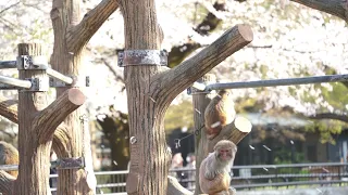 井の頭動物園の猿山/Sample footage/SONY α7C ILCE-7C + tamron28-200mm F/2.8-5.6 Di III RXD/ 4K 24fps video/