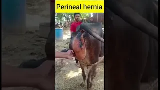 Perineal hernia l Dr Umar Khan