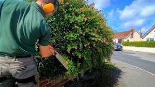 Hedge Trimming / until it BREAKS down !