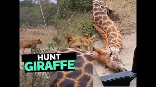 Lions Hunt a Giraffe 2024 - Incredible Wildlife Encounter 2024