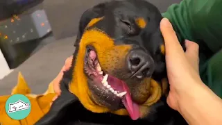 Loud Rottweiler Scares People. But She Just Wants To Say Hi | Cuddle Buddies