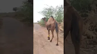 camel funny 😅😅😅 #camel #video #shorts #ऊट
