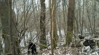 Охота на куницу с лайкой . Каждый выход на охоту по своему интересен и незабываем !.