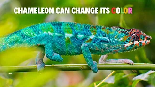 The Master of Disguise: Unlocking the Secrets of Chameleons  #chameleon