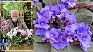 SAINTPAULIA : TOUS LES CONSEILS POUR LE FAIRE REFLEURIR ET LE BOUTURER… Le Quotidien du Jardin N°280