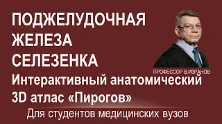 ПОДЖЕЛУДОЧНАЯ ЖЕЛЕЗА И СЕЛЕЗЕНКА: отношение к брюшине