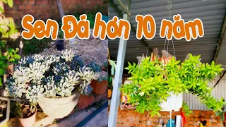 Đã Mắt Với Những Cây Sen Đá Hơn 10 Năm Trồng Tại Nhà