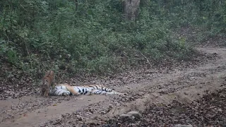 Junior Paarwali and Cubs, Dhikala, Corbett Tiger Reserve, February 2024