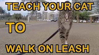 HOW TO TEACH A CAT TO WALK ON LEASH - TUTORIAL