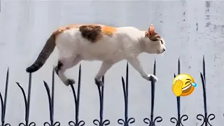 🐕🐱 Funniest Cats and Dogs Videos 😂😘 Funniest Animals 2024 # 23