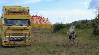 Cirque ZAVATTA de passage à Dives sur Mer. 🤡